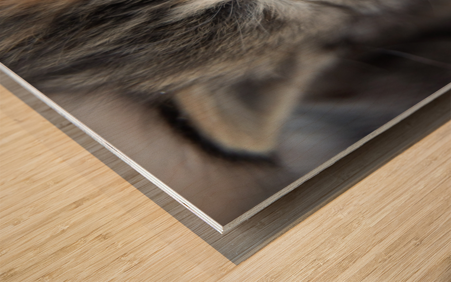 Kitten Face Wood print