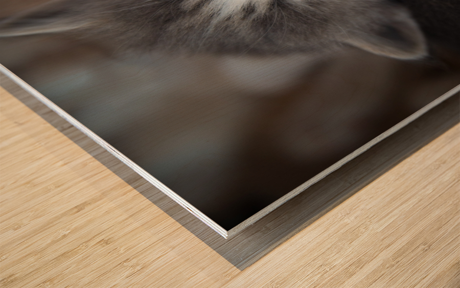 Gray Kitten Wood print