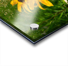 Black-eyed Susan Acrylic print