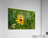 Black-eyed Susan Acrylic Print