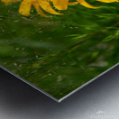 Black-eyed Susan Metal print