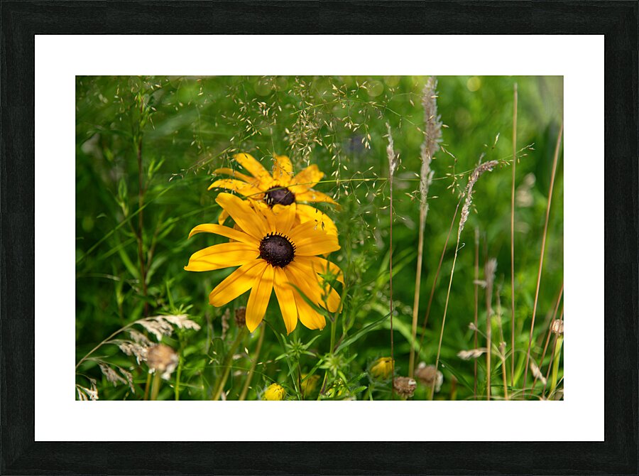 Black-eyed Susan Picture Frame print