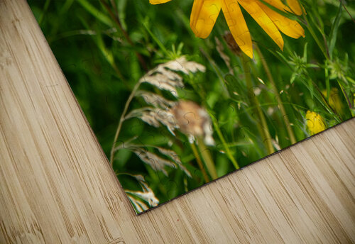 Black-eyed Susan William puzzle