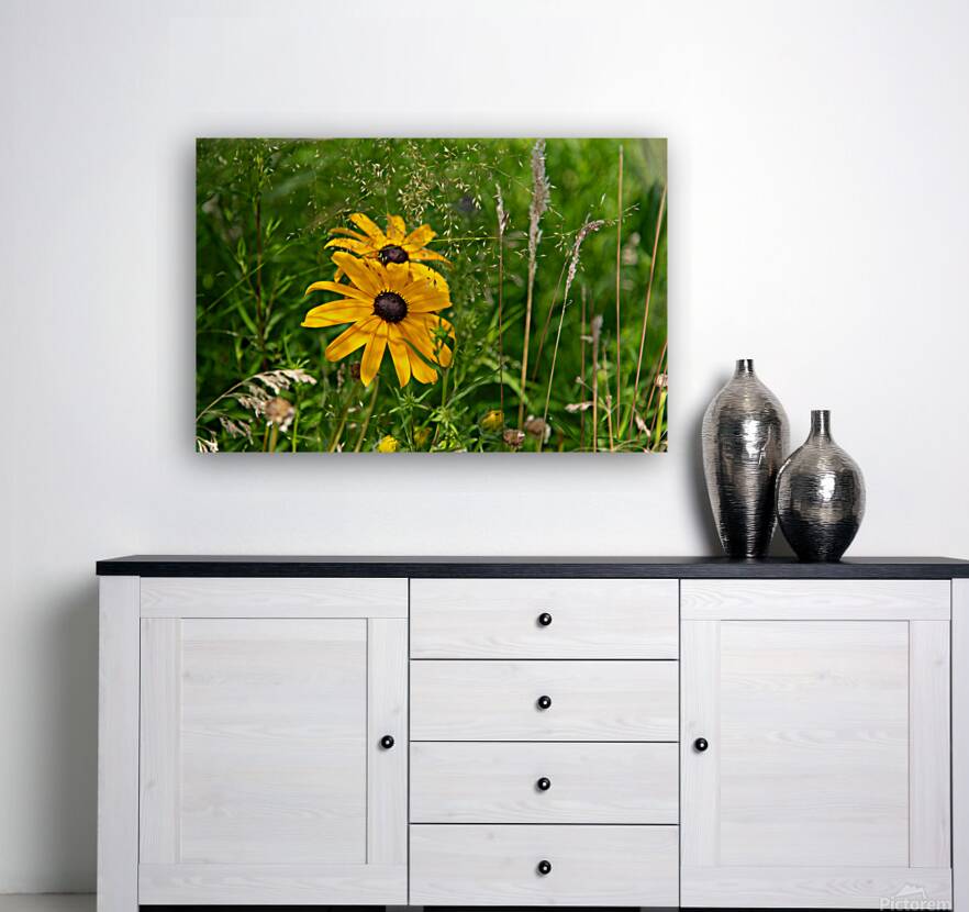 Black-eyed Susan Reproduction