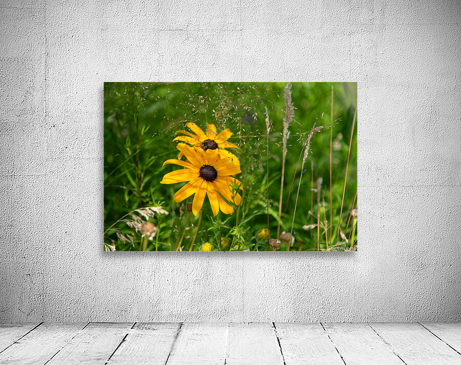 Black-eyed Susan Wall Preview