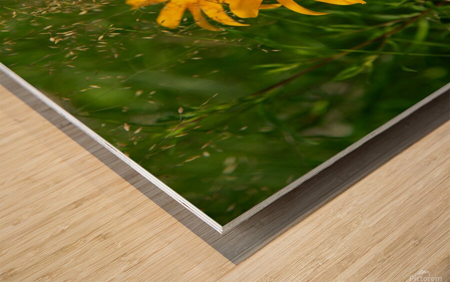 Black-eyed Susan Wood print