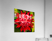 Bromiliad Acrylic Print