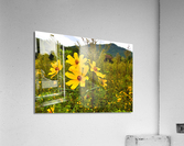 Daisy Acrylic Print