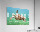 Green Sea Turtle Acrylic Print