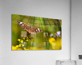Butterfly Acrylic Print