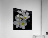 Plumeria Acrylic Print