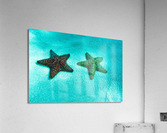 starfish2 Acrylic Print