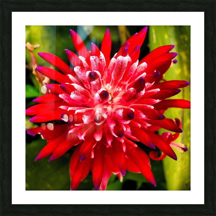 Bromiliad Picture Frame print