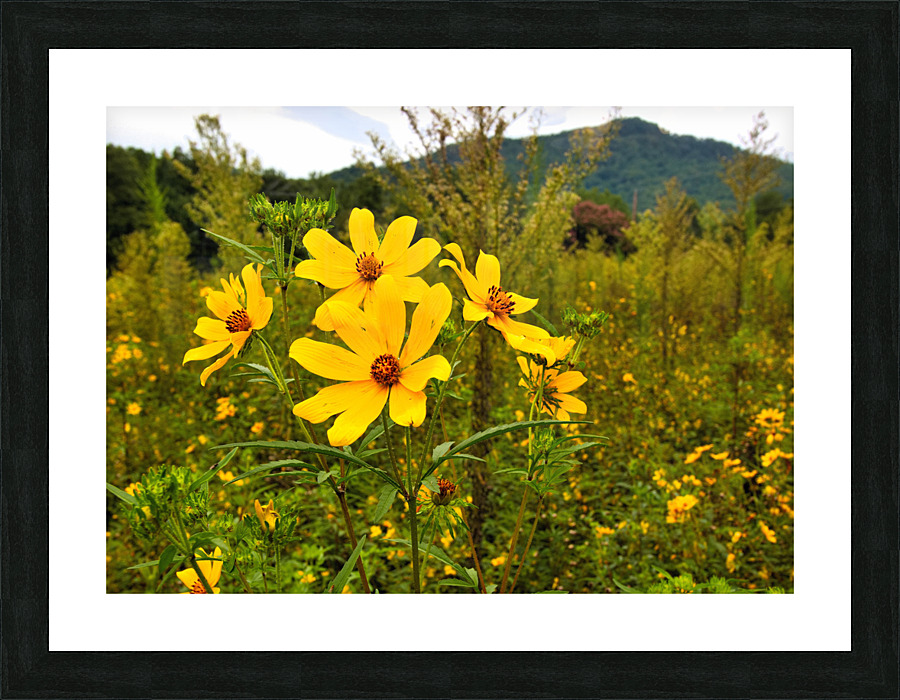 Daisy Picture Frame print