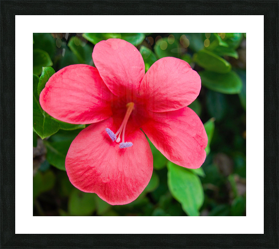 Hybiscus Picture Frame print