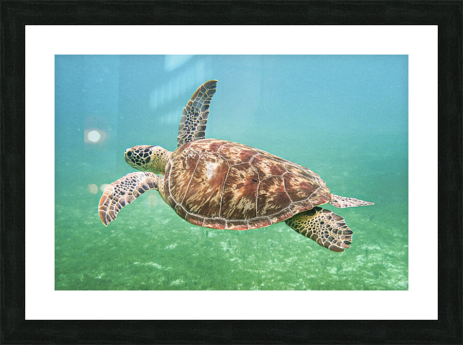 Green Sea Turtle Picture Frame print