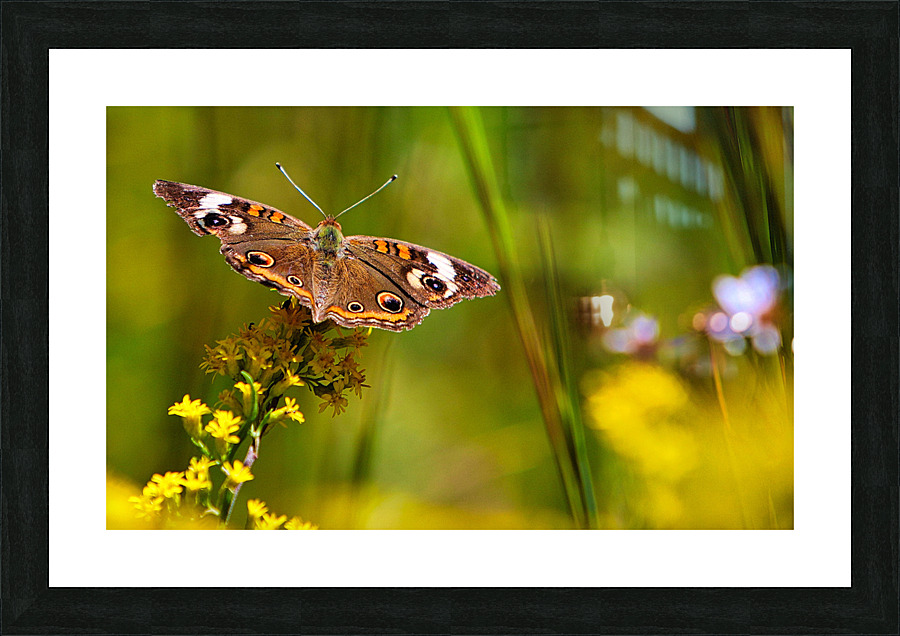 Butterfly Picture Frame print