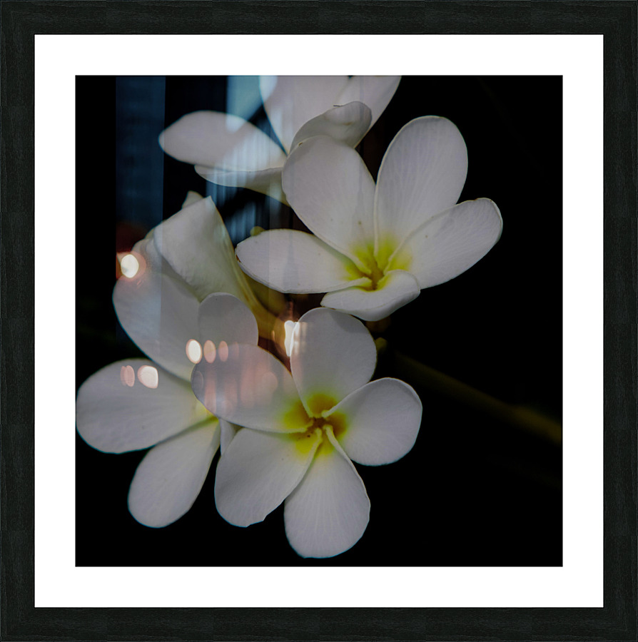 Plumeria Picture Frame print