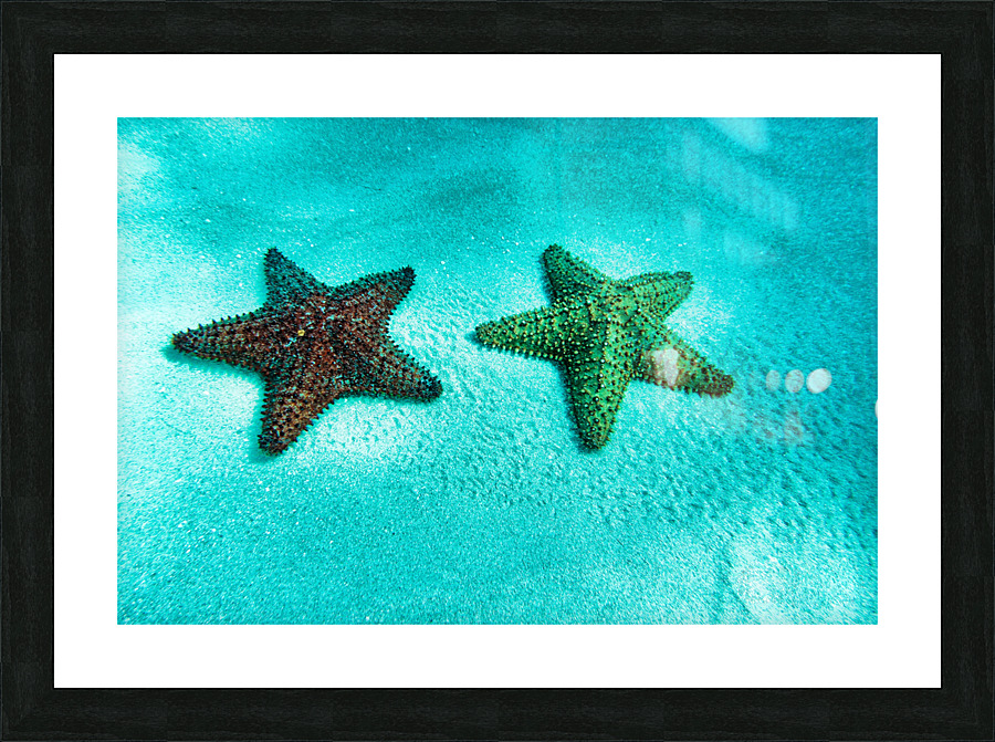 starfish2 Picture Frame print