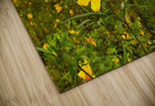 Daisy Dennis Tonge Photography puzzle