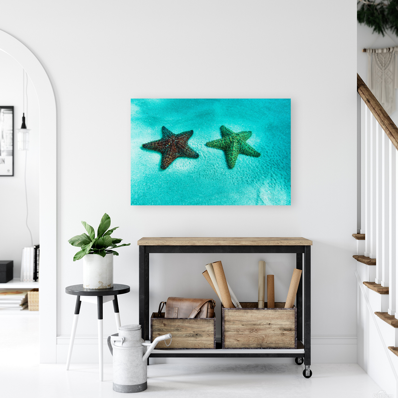 starfish2 Reproduction