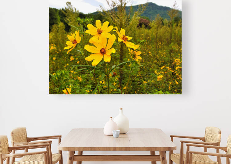 Daisy by Dennis Tonge Photography