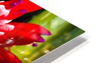 Bromiliad HD Metal print