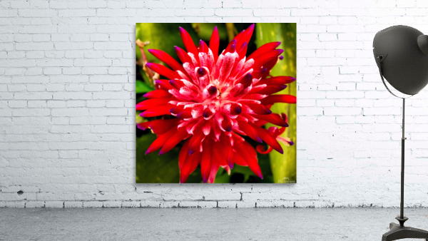 Bromiliad Wall Preview