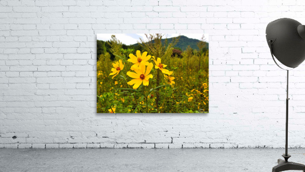 Daisy Wall Preview