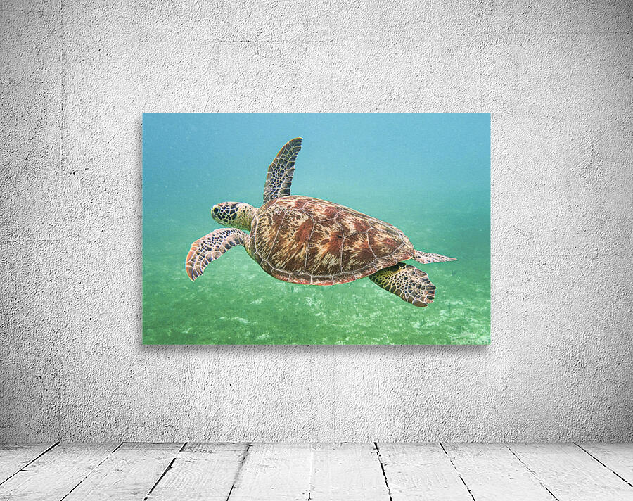 Green Sea Turtle Wall Preview