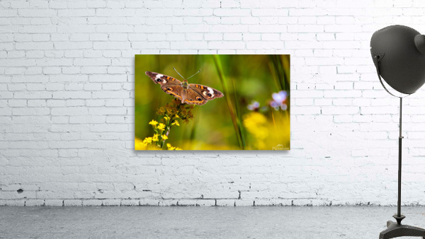 Butterfly Wall Preview