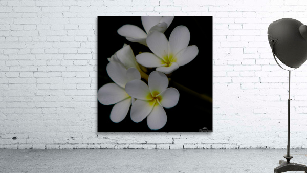 Plumeria Wall Preview