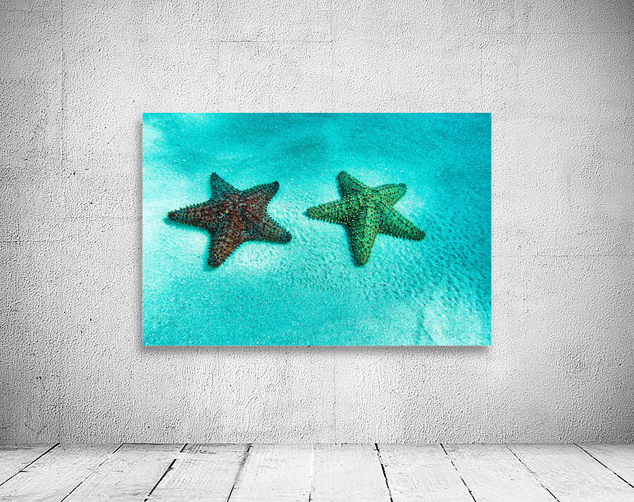 starfish2 Wall Preview