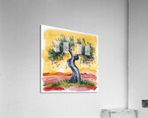 Andalusian countryside  Acrylic Print