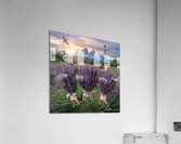 Playful cats Acrylic Print