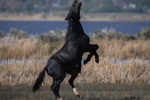 Nevada Virginia Range Series 22 Digital Download