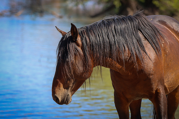Nevada Virginia Range Series 36 Digital Download