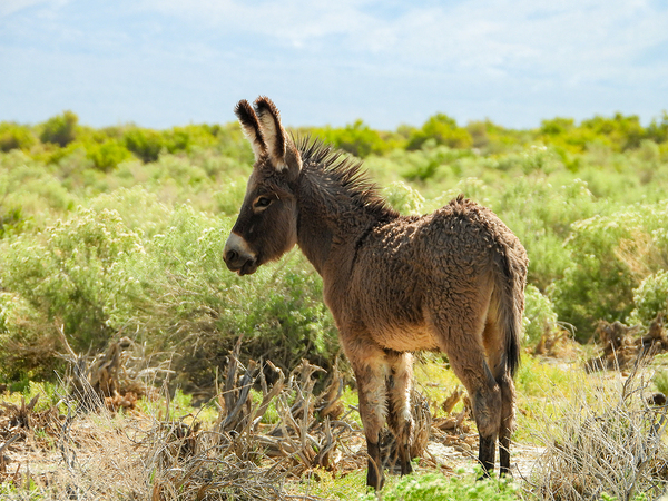 Marietta Wild Burro Range HMA 1 Digital Download