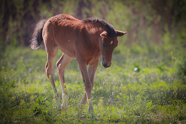 Nevada Virginia Range Series 30 Digital Download