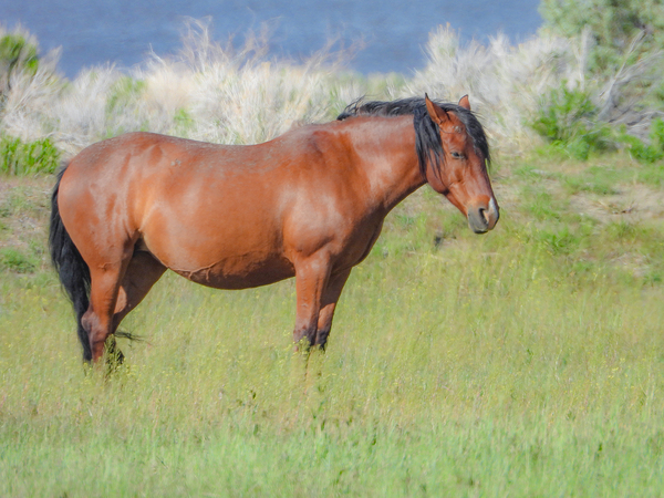 Nevada Virginia Range Series 8 Digital Download