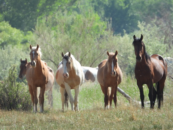 Nevada wild 2 1 Téléchargement Numérique