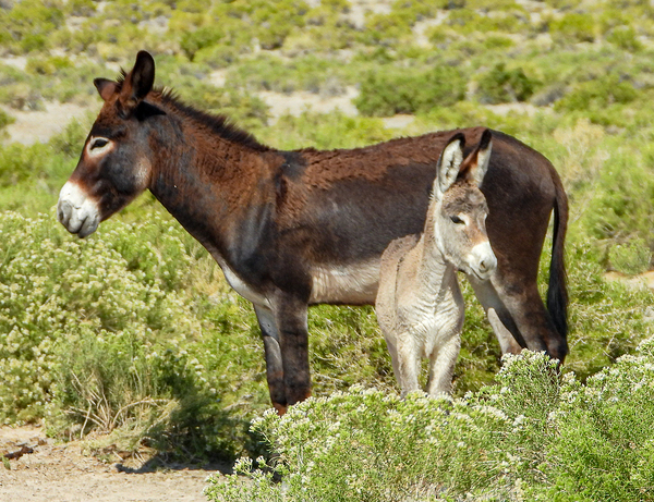Marietta Wild Burro Range HMA 1 Digital Download