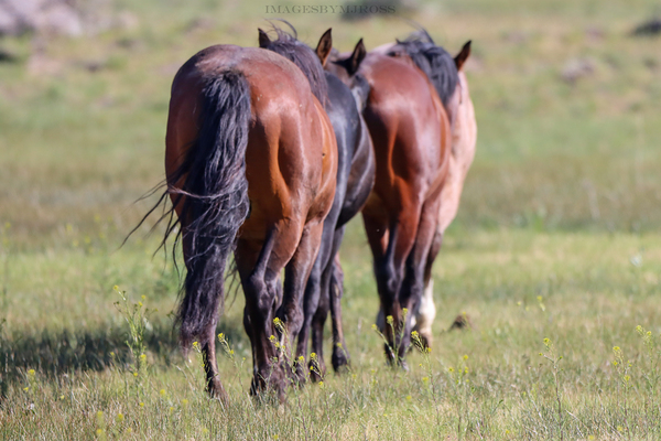 Nevada Wild 14 1 Téléchargement Numérique