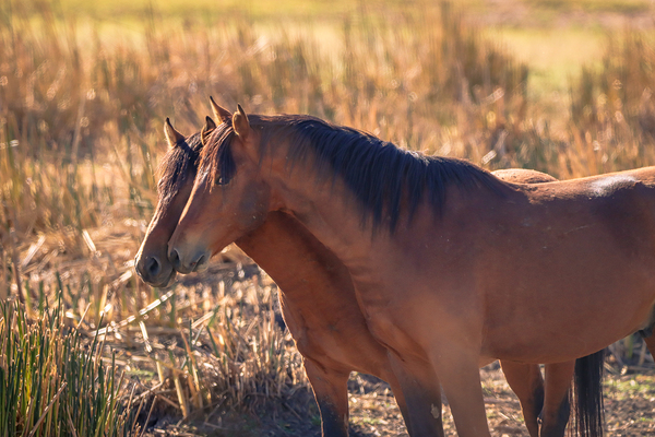 Nevada Virginia Range Series 34 Digital Download