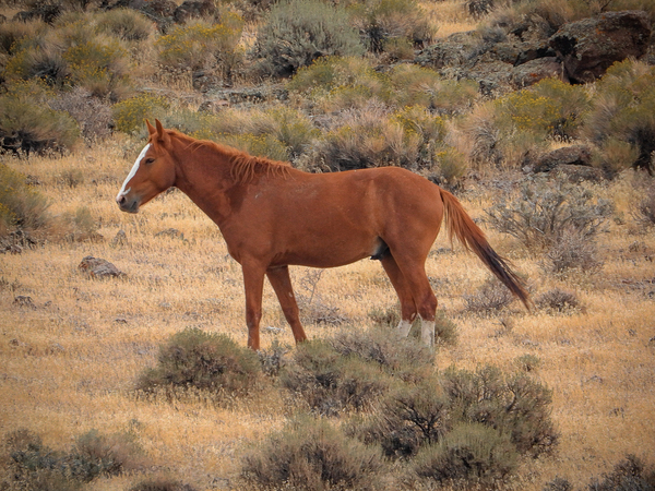 Nevada Mustang Series 16 1 Digital Download