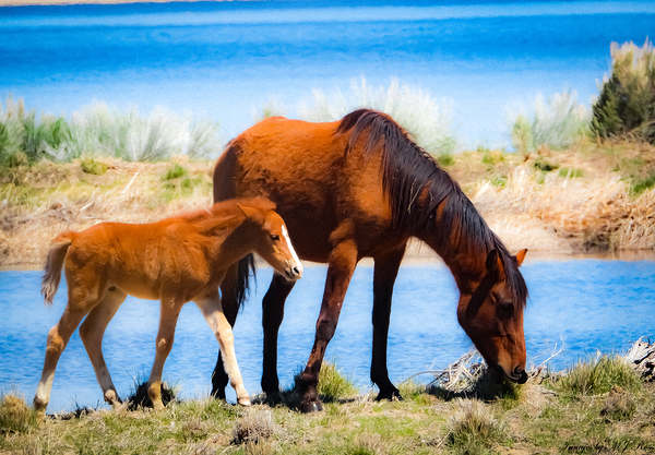 Nevada wild 6 Téléchargement Numérique