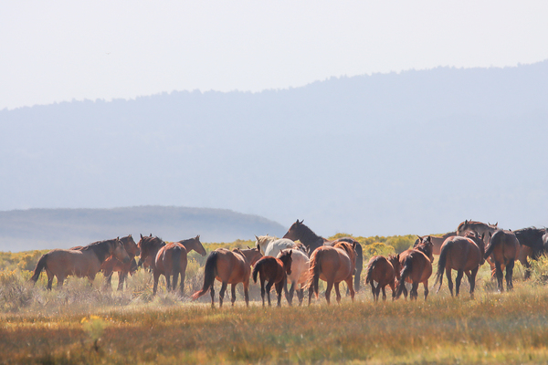 Mono Lake Wild Horse Series 1 Téléchargement Numérique