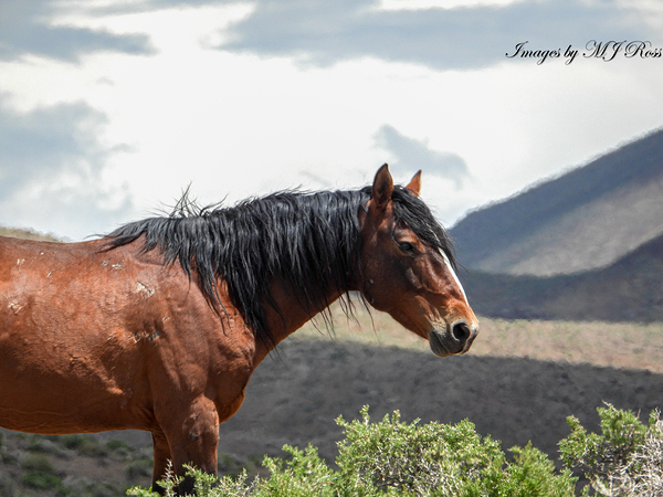 Wild  Horse Nevada Series 2 Digital Download