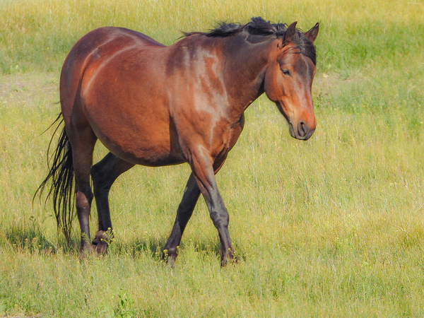 Nevada Virginia Range Series 6 Digital Download