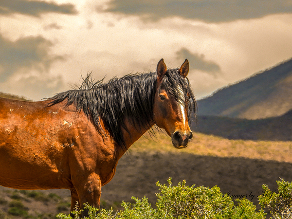 Nevada Mustang Series 16 1 Digital Download